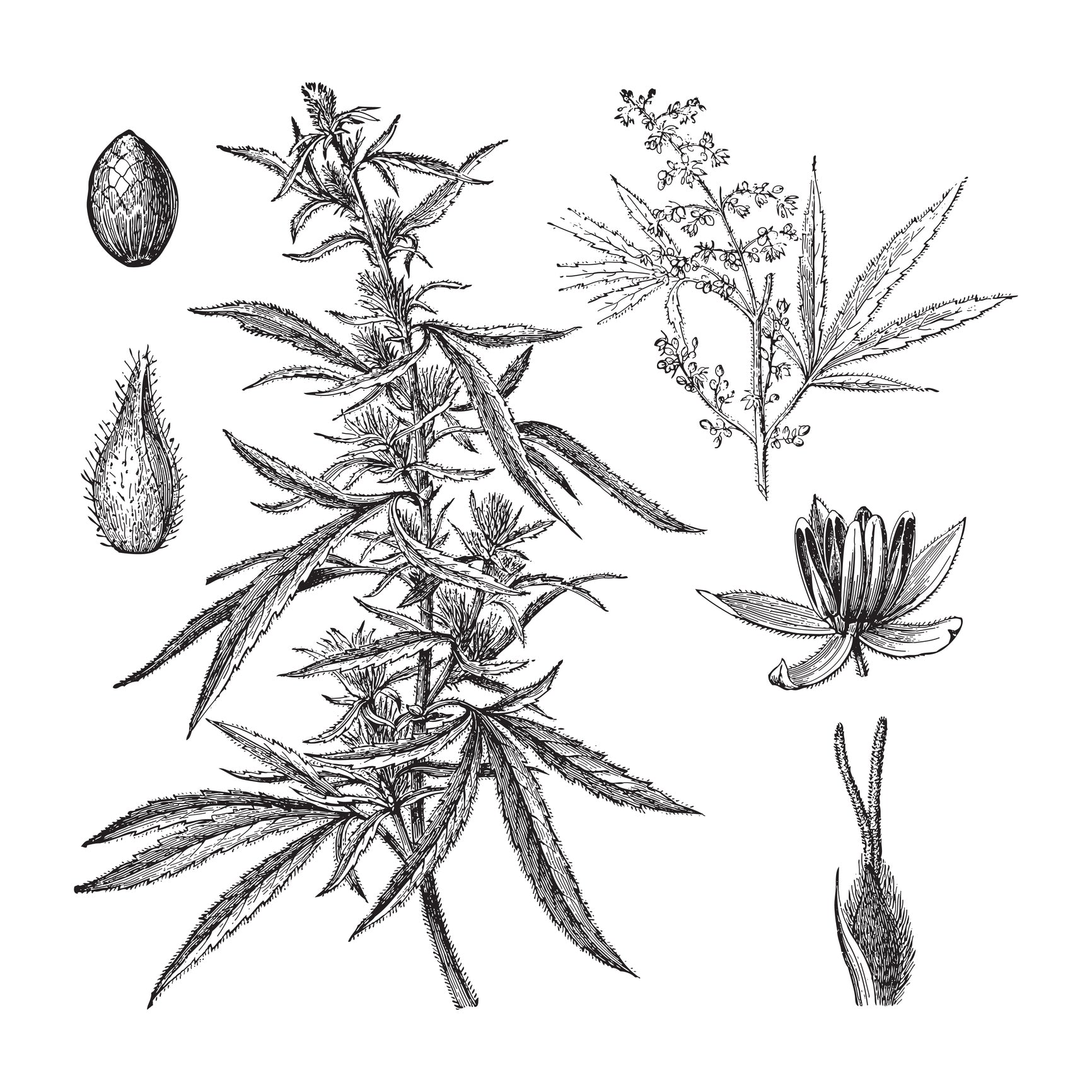 ahum:organic はじまります